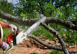 Best Tree Mulching Services  in USA